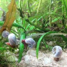 Load image into Gallery viewer, Blue Ramshorn 10+ Snails-Live Animals-Glass Grown-Glass Grown Aquatics-Aquarium live fish plants, decor