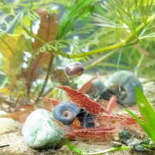 Load image into Gallery viewer, Blue Ramshorn 10+ Snails-Live Animals-Glass Grown-Glass Grown Aquatics-Aquarium live fish plants, decor