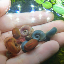 Load image into Gallery viewer, Blue Ramshorn 10+ Snails-Live Animals-Glass Grown-Glass Grown Aquatics-Aquarium live fish plants, decor