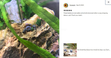 Load image into Gallery viewer, Blue Ramshorn 10+ Snails-Live Animals-Glass Grown-Glass Grown Aquatics-Aquarium live fish plants, decor