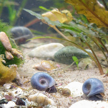 Load image into Gallery viewer, Blue Ramshorn 10+ Snails-Live Animals-Glass Grown-Glass Grown Aquatics-Aquarium live fish plants, decor