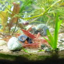 Load image into Gallery viewer, Colorful Ramshorn 10+ Snails-Live Animals-Glass Grown-Pack of Ten Snails-Glass Grown Aquatics-Aquarium live fish plants, decor
