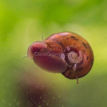 Load image into Gallery viewer, Colorful Ramshorn 10+ Snails-Live Animals-Glass Grown-Pack of Ten Snails-Glass Grown Aquatics-Aquarium live fish plants, decor