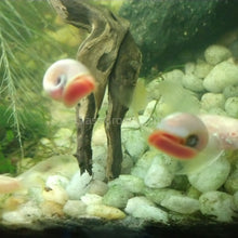 Load image into Gallery viewer, Colorful Ramshorn 10+ Snails-Live Animals-Glass Grown-Pack of Ten Snails-Glass Grown Aquatics-Aquarium live fish plants, decor