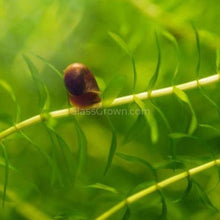 Load image into Gallery viewer, Colorful Ramshorn 10+ Snails-Live Animals-Glass Grown-Pack of Ten Snails-Glass Grown Aquatics-Aquarium live fish plants, decor