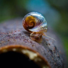 Load image into Gallery viewer, Colorful Ramshorn 10+ Snails-Live Animals-Glass Grown-Pack of Ten Snails-Glass Grown Aquatics-Aquarium live fish plants, decor