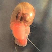 Load image into Gallery viewer, Colorful Ramshorn 10+ Snails-Live Animals-Glass Grown-Pack of Ten Snails-Glass Grown Aquatics-Aquarium live fish plants, decor