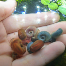 Load image into Gallery viewer, Colorful Ramshorn 10+ Snails-Live Animals-Glass Grown-Pack of Ten Snails-Glass Grown Aquatics-Aquarium live fish plants, decor