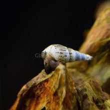 Load image into Gallery viewer, Malaysian Trumpet 10+ Snails-Live Animals-Glass Grown-Glass Grown Aquatics-Aquarium live fish plants, decor