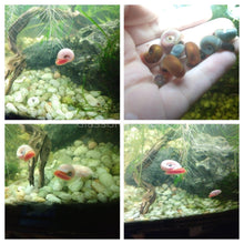 Load image into Gallery viewer, Pink Pearl Ramshorn 10+ Snails-Live Animals-Glass Grown-Glass Grown Aquatics-Aquarium live fish plants, decor