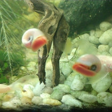 Load image into Gallery viewer, Pink Pearl Ramshorn 10+ Snails-Live Animals-Glass Grown-Glass Grown Aquatics-Aquarium live fish plants, decor