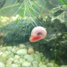 Load image into Gallery viewer, Pink Pearl Ramshorn 10+ Snails-Live Animals-Glass Grown-Glass Grown Aquatics-Aquarium live fish plants, decor