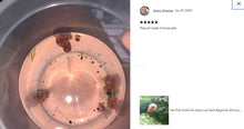 Load image into Gallery viewer, Pink Pearl Ramshorn 10+ Snails-Live Animals-Glass Grown-Glass Grown Aquatics-Aquarium live fish plants, decor
