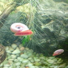 Load image into Gallery viewer, Pink Pearl Ramshorn 10+ Snails-Live Animals-Glass Grown-Glass Grown Aquatics-Aquarium live fish plants, decor