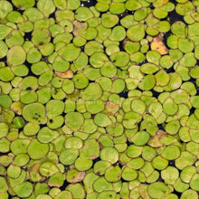 Load image into Gallery viewer, Giant Duckweed 2oz Portion NYE-Aquatic Plants-Glass Grown Aquatics-Glass Grown Aquatics-Aquarium live fish plants, decor