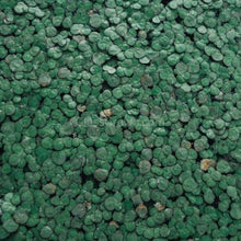 Load image into Gallery viewer, Giant Duckweed 2oz Portion NYE-Aquatic Plants-Glass Grown Aquatics-Glass Grown Aquatics-Aquarium live fish plants, decor