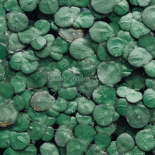 Load image into Gallery viewer, Giant Duckweed 2oz Portion NYE-Aquatic Plants-Glass Grown Aquatics-Glass Grown Aquatics-Aquarium live fish plants, decor