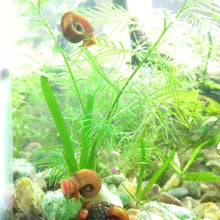 Load image into Gallery viewer, Red Ramshorn 10+ Snails-Live Animals-Glass Grown-Glass Grown Aquatics-Aquarium live fish plants, decor