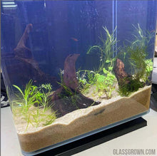 Load image into Gallery viewer, Grower's Choice 10 Tiny Plant Sampler Pack-Aquatic Plants-Glass Grown-Ten Species Pack-No Thanks!-Glass Grown Aquatics-Aquarium live fish plants, decor