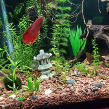 Load image into Gallery viewer, Grower's Choice 10 Tiny Plant Sampler Pack-Aquatic Plants-Glass Grown-Ten Species Pack-No Thanks!-Glass Grown Aquatics-Aquarium live fish plants, decor