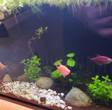 Load image into Gallery viewer, Grower's Choice 10 Tiny Plant Sampler Pack-Aquatic Plants-Glass Grown-Ten Species Pack-No Thanks!-Glass Grown Aquatics-Aquarium live fish plants, decor