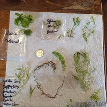 Load image into Gallery viewer, Grower's Choice 10 Tiny Plant Sampler Pack-Aquatic Plants-Glass Grown-Ten Species Pack-No Thanks!-Glass Grown Aquatics-Aquarium live fish plants, decor