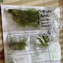 Load image into Gallery viewer, Grower's Choice 10 Tiny Plant Sampler Pack-Aquatic Plants-Glass Grown-Ten Species Pack-No Thanks!-Glass Grown Aquatics-Aquarium live fish plants, decor