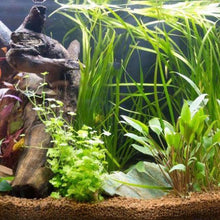 Load image into Gallery viewer, Grower's Choice 10 Tiny Plant Sampler Pack-Aquatic Plants-Glass Grown-Ten Species Pack-No Thanks!-Glass Grown Aquatics-Aquarium live fish plants, decor