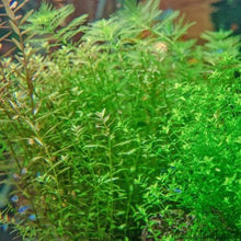 Load image into Gallery viewer, Grower's Choice 10 Tiny Plant Sampler Pack-Aquatic Plants-Glass Grown-Ten Species Pack-No Thanks!-Glass Grown Aquatics-Aquarium live fish plants, decor