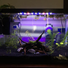 Load image into Gallery viewer, Grower's Choice 10 Tiny Plant Sampler Pack-Aquatic Plants-Glass Grown-Ten Species Pack-No Thanks!-Glass Grown Aquatics-Aquarium live fish plants, decor