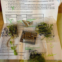 Load image into Gallery viewer, Grower's Choice 10 Tiny Plant Sampler Pack-Aquatic Plants-Glass Grown-Ten Species Pack-No Thanks!-Glass Grown Aquatics-Aquarium live fish plants, decor