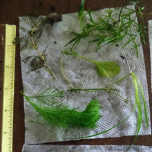 Load image into Gallery viewer, Grower's Choice 10 Tiny Plant Sampler Pack-Aquatic Plants-Glass Grown-Ten Species Pack-No Thanks!-Glass Grown Aquatics-Aquarium live fish plants, decor