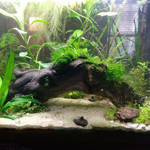 Load image into Gallery viewer, Grower's Choice 10 Tiny Plant Sampler Pack-Aquatic Plants-Glass Grown-Ten Species Pack-No Thanks!-Glass Grown Aquatics-Aquarium live fish plants, decor