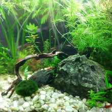 Load image into Gallery viewer, Grower's Choice 10 Tiny Plant Sampler Pack-Aquatic Plants-Glass Grown-Ten Species Pack-No Thanks!-Glass Grown Aquatics-Aquarium live fish plants, decor