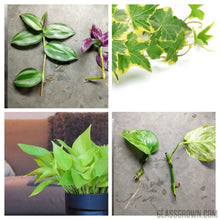 Load image into Gallery viewer, Grower's Choice 10 Tiny Plant Sampler Pack-Aquatic Plants-Glass Grown-Ten Species Pack-No Thanks!-Glass Grown Aquatics-Aquarium live fish plants, decor