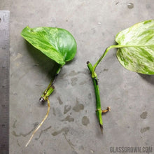 Load image into Gallery viewer, Grower's Choice 10 Tiny Plant Sampler Pack-Aquatic Plants-Glass Grown-Ten Species Pack-No Thanks!-Glass Grown Aquatics-Aquarium live fish plants, decor