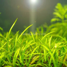 Load image into Gallery viewer, Dwarf Sagittaria Subulata 10x Plants-Aquatic Plants-Glass Grown-10x Plants-Glass Grown Aquatics-Aquarium live fish plants, decor
