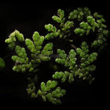 Load image into Gallery viewer, Azolla Fairy Moss Floaters 2oz Portion-Aquatic Plants-Glass Grown Aquatics-Glass Grown Aquatics-Aquarium live fish plants, decor