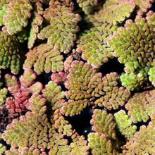 Load image into Gallery viewer, Azolla Fairy Moss Floaters 2oz Portion-Aquatic Plants-Glass Grown Aquatics-Glass Grown Aquatics-Aquarium live fish plants, decor