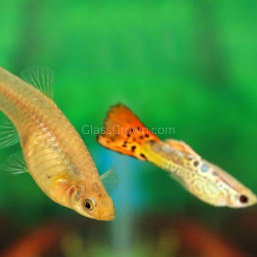 Blonde Cobra Mosaic Guppy 12 Fry Pack-Live Animals-Glass Grown-Glass Grown Aquatics-Aquarium live fish plants, decor