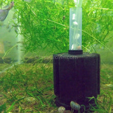 Load image into Gallery viewer, Nano Sponge Filter 2"-Aquarium Filters-Glass Grown Aquatics-Glass Grown Aquatics-Aquarium live fish plants, decor