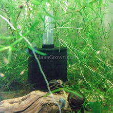 Load image into Gallery viewer, Nano Sponge Filter 2"-Aquarium Filters-Glass Grown Aquatics-Glass Grown Aquatics-Aquarium live fish plants, decor