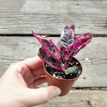 Load image into Gallery viewer, Pick Your Own Terrarium Plant 2"-Aquatic Plants-Glass Grown-Polka Dot Plant-Glass Grown Aquatics-Aquarium live fish plants, decor