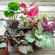 Load image into Gallery viewer, Pick Your Own Terrarium Plant 2"-Aquatic Plants-Glass Grown-Polka Dot Plant-Glass Grown Aquatics-Aquarium live fish plants, decor