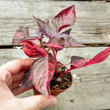 Load image into Gallery viewer, Pick Your Own Terrarium Plant 2"-Aquatic Plants-Glass Grown-Polka Dot Plant-Glass Grown Aquatics-Aquarium live fish plants, decor