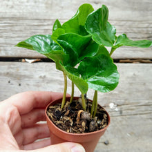 Load image into Gallery viewer, Pick Your Own Terrarium Plant 2"-Aquatic Plants-Glass Grown-Arabica Coffee Plant-Glass Grown Aquatics-Aquarium live fish plants, decor