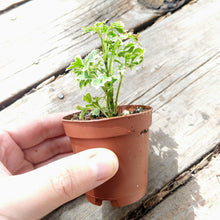 Load image into Gallery viewer, Pick Your Own Terrarium Plant 2"-Aquatic Plants-Glass Grown-Aralia Ming Gold-Glass Grown Aquatics-Aquarium live fish plants, decor