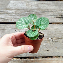 Load image into Gallery viewer, Pick Your Own Terrarium Plant 2"-Aquatic Plants-Glass Grown-Begonia Rex-Glass Grown Aquatics-Aquarium live fish plants, decor