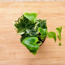 Load image into Gallery viewer, Pick Your Own Terrarium Plant 2"-Aquatic Plants-Glass Grown-Gold Child Ivy-Glass Grown Aquatics-Aquarium live fish plants, decor