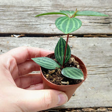 Load image into Gallery viewer, Pick Your Own Terrarium Plant 2"-Aquatic Plants-Glass Grown-Peperomia Watermelon-Glass Grown Aquatics-Aquarium live fish plants, decor